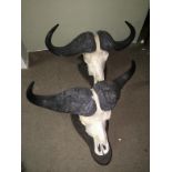 A Pair Of Taxidermy  Mounted Cape Buffalo Skull. To bid live please visit www.yeovilauctionrooms.