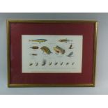 NINE FRAMED PRINTS INCLUDING TROUT & SALMON FLIES AND CHARACTERS ON THE STEYNE BRIGHTON DRAWN AND