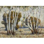 Sydney Carter BLUEGUM TREES IN A LANDSCAPE signed watercolour on paper 56 by 78cm