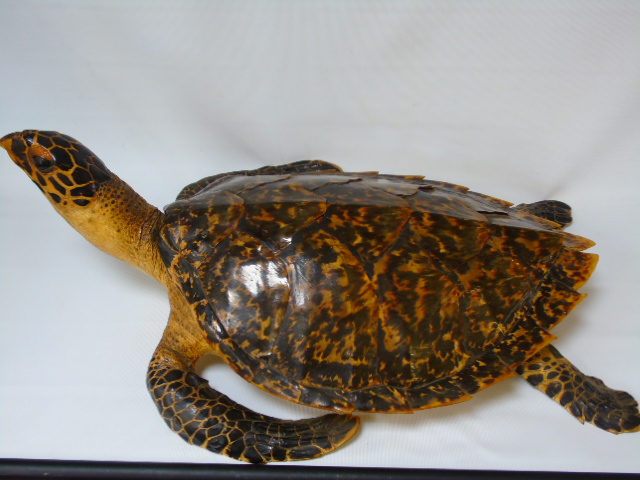 A victorian taxidermy of a turtle - 26 by 15inches
