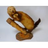 Taxidermy of a Stoat mounted on a branch