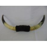 Pr of wall mounted long horns