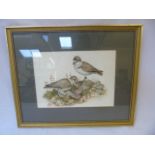 Framed and glazed water colour of 2 birds with 3 chicks signed Helen Backing '77