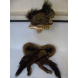 Taxidermy squirrel on wooden plinth with 2 fur collars