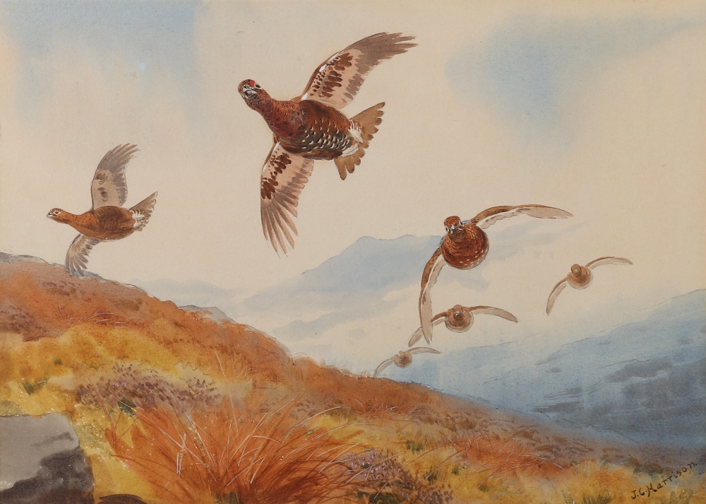 JOHN CYRIL HARRISON ARR
Grouse in flight
Watercolour, signed, 22cm x 31cm CONDITION REPORT: Painting