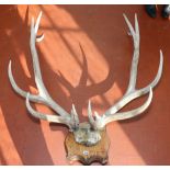 Royal 13 point stag antler mounted on a shield