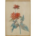 Ehret after Redoute
Coloured engraving 
Monarda Didyma, marked Ehret,  R & A R pinx.