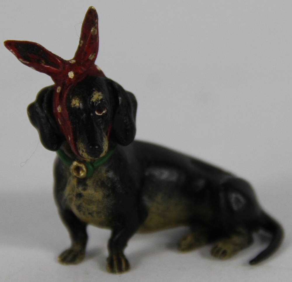 An Austrian cold painted bronze dachshund with toothache! 5cm tall, 4cm long