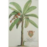 After George Dionysius Ehret, four colour botanical prints, two for The Prince of Wales,