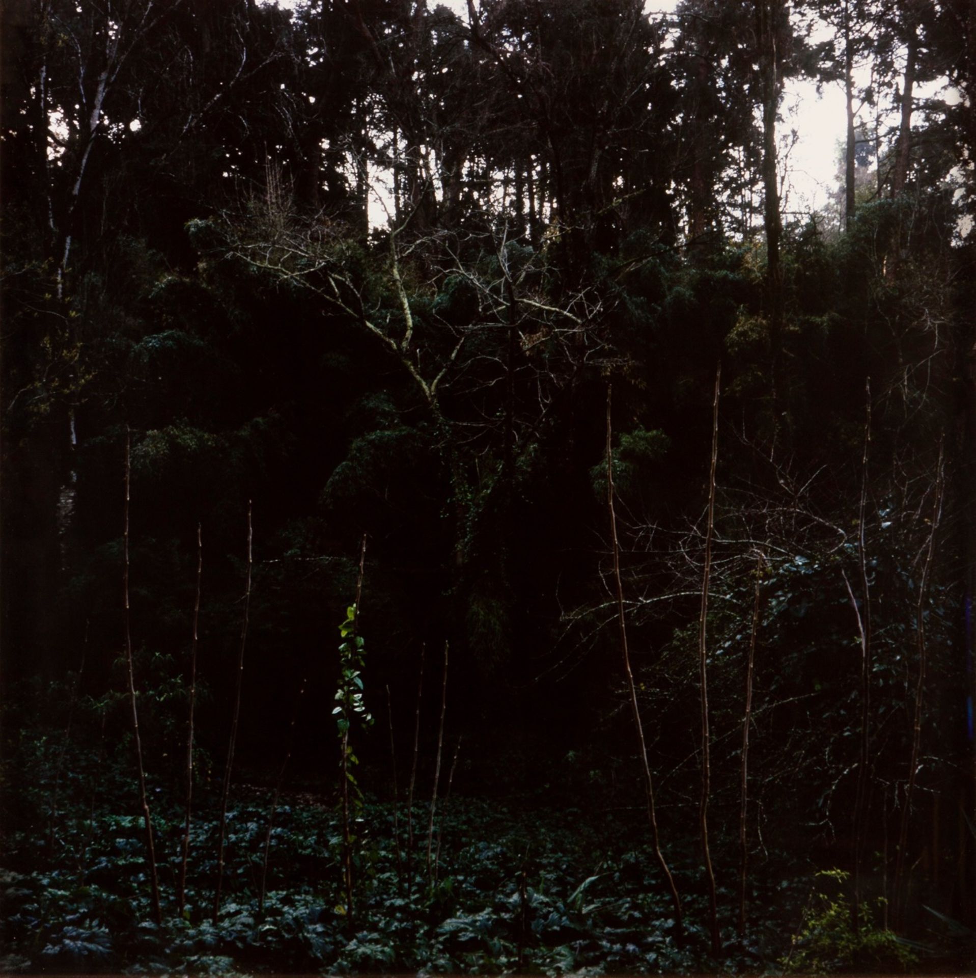 André Cepeda (b. 1973)
Untitled
Photograph

119x119 cm