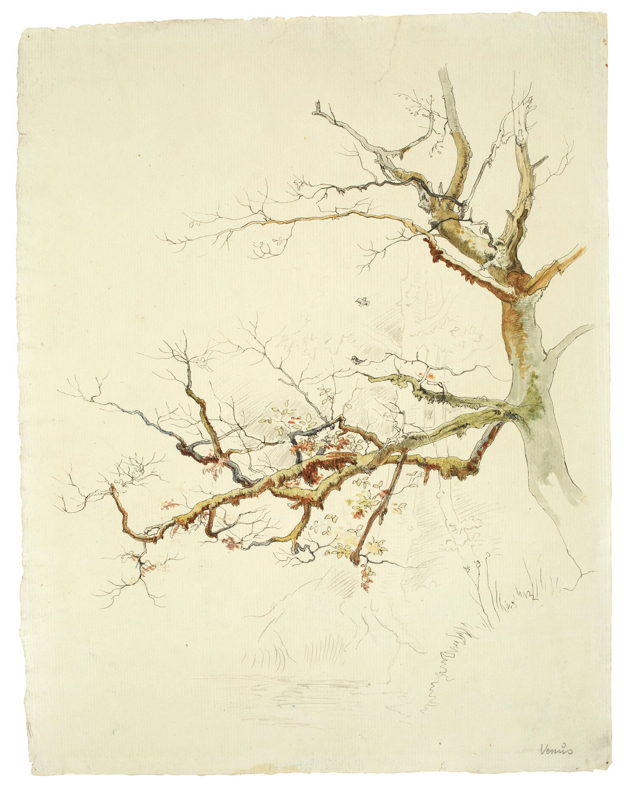 Leopold Venus (Dresden 1843 – 1886 Heilanstalt Sonnenstein bei Pirna)BAUMSTUDIE. Aquarell und