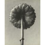 Karl Blossfeldt (Schielo 1865 – 1932 Berlin)  COTULA CORONOPIFOLIA, LAUGENBLUME. 1915?–1925