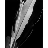 Imogen Cunningham (Portland/Oregon 1883 – 1976 San Francisco)RUBBER PLANT. Vor