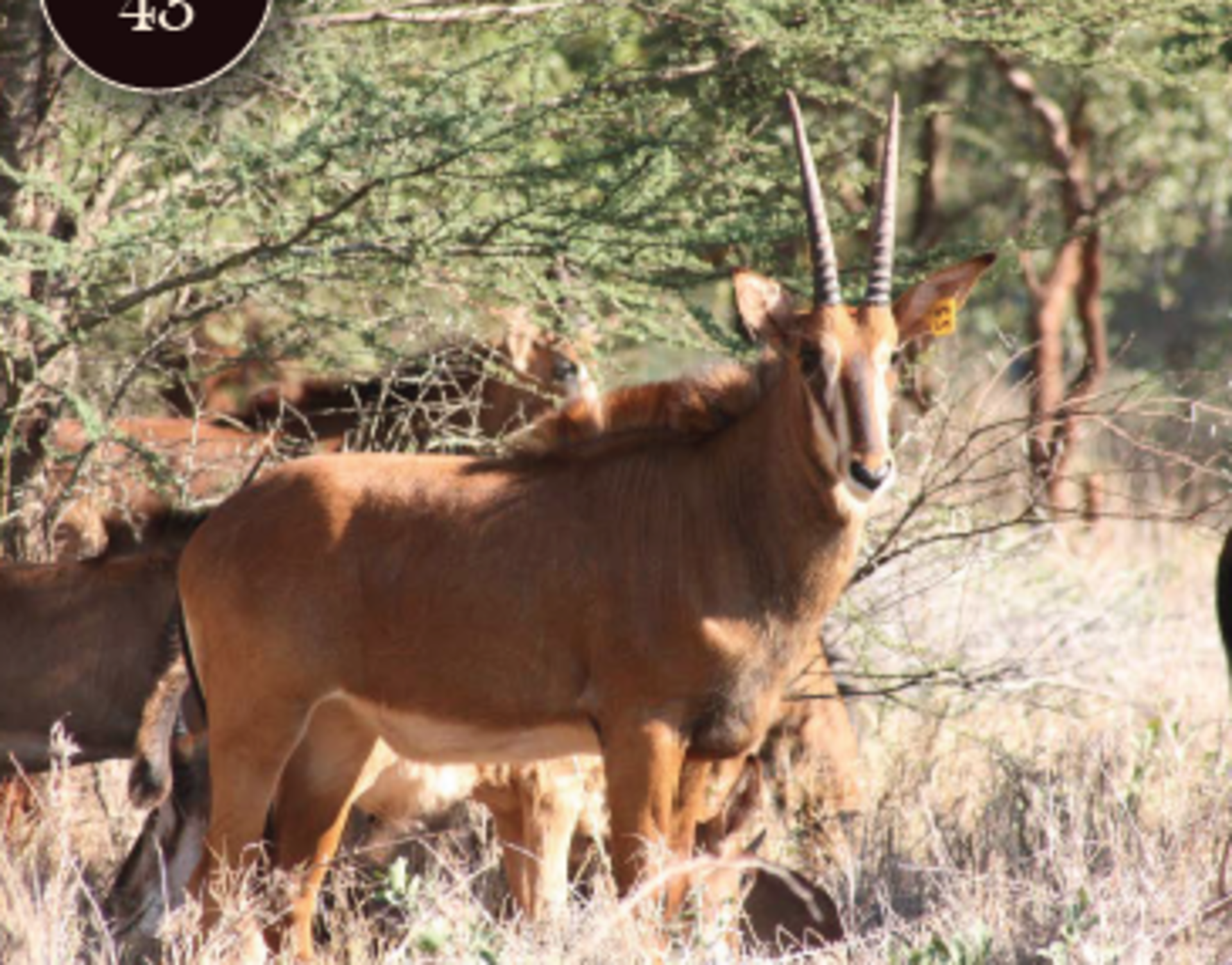 - 2 Females - Seller: Selati Game Reserve
Tag: S5 S6Name: S5 S6Microchip no: S5 - 900032002306046 /