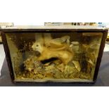 Taxidermy red squirrel well mounted and prepared in antique glazed case