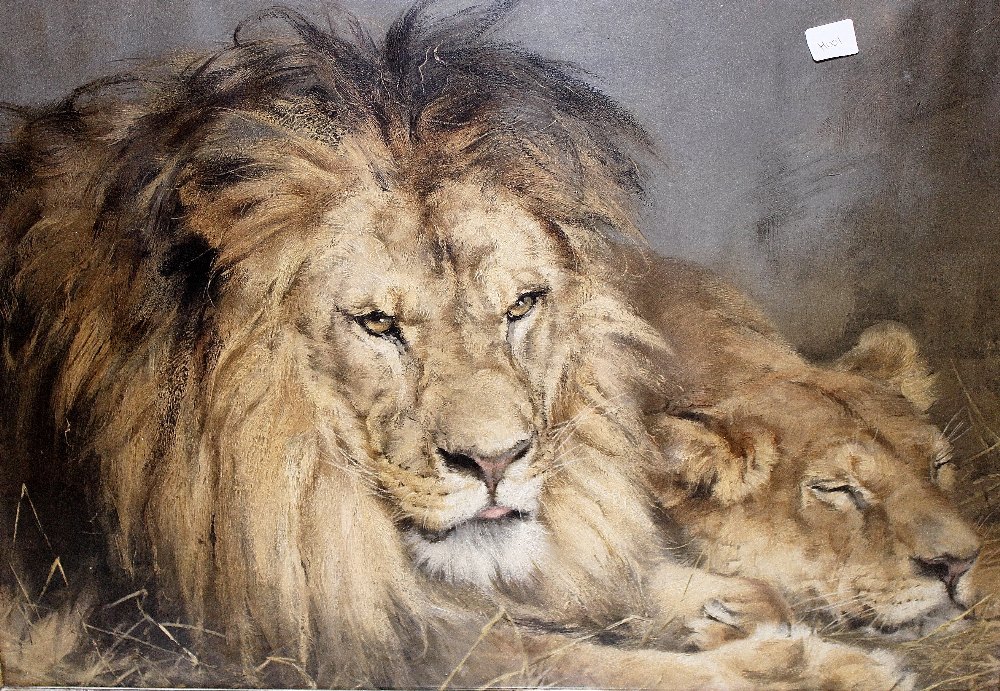 Framed and glazed printed picture of two lions 60 x 40 cm