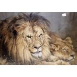 Framed and glazed printed picture of two lions 60 x 40 cm