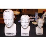 Three graduated phrenology heads