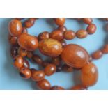 A graduated string of amber beads. Approx. 36 grams. Est. £100 - £150.