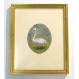 J.G.H. (20th century),
A study of a swan,
signed with initials,
watercolour,
11.5 x 10 cm oval