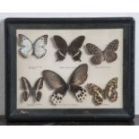 Sechs Schmetterlinge, 20. Jahrh., präpariert, hinter Glas im Schaukasten montiert (eine Fehlstelle).
