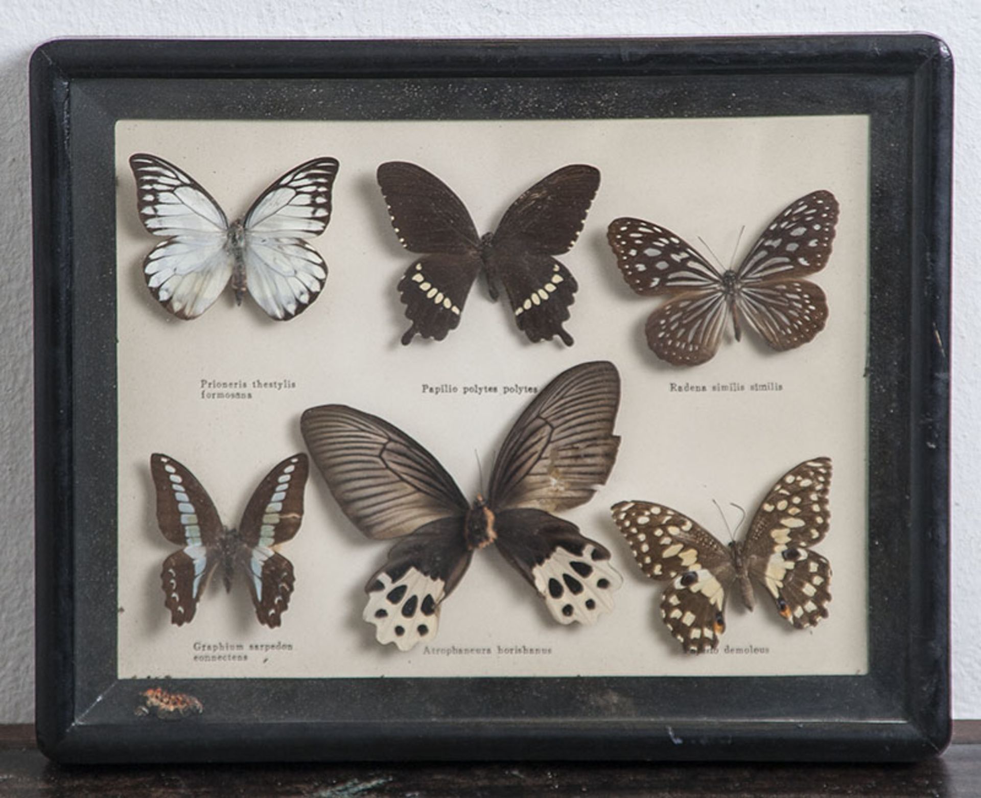 Sechs Schmetterlinge, 20. Jahrh., präpariert, hinter Glas im Schaukasten montiert (eine Fehlstelle).