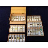 A boxed set of antique microscope slides.