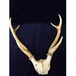 Set of mounted stag horns
