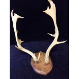 Set of mounted moose horns