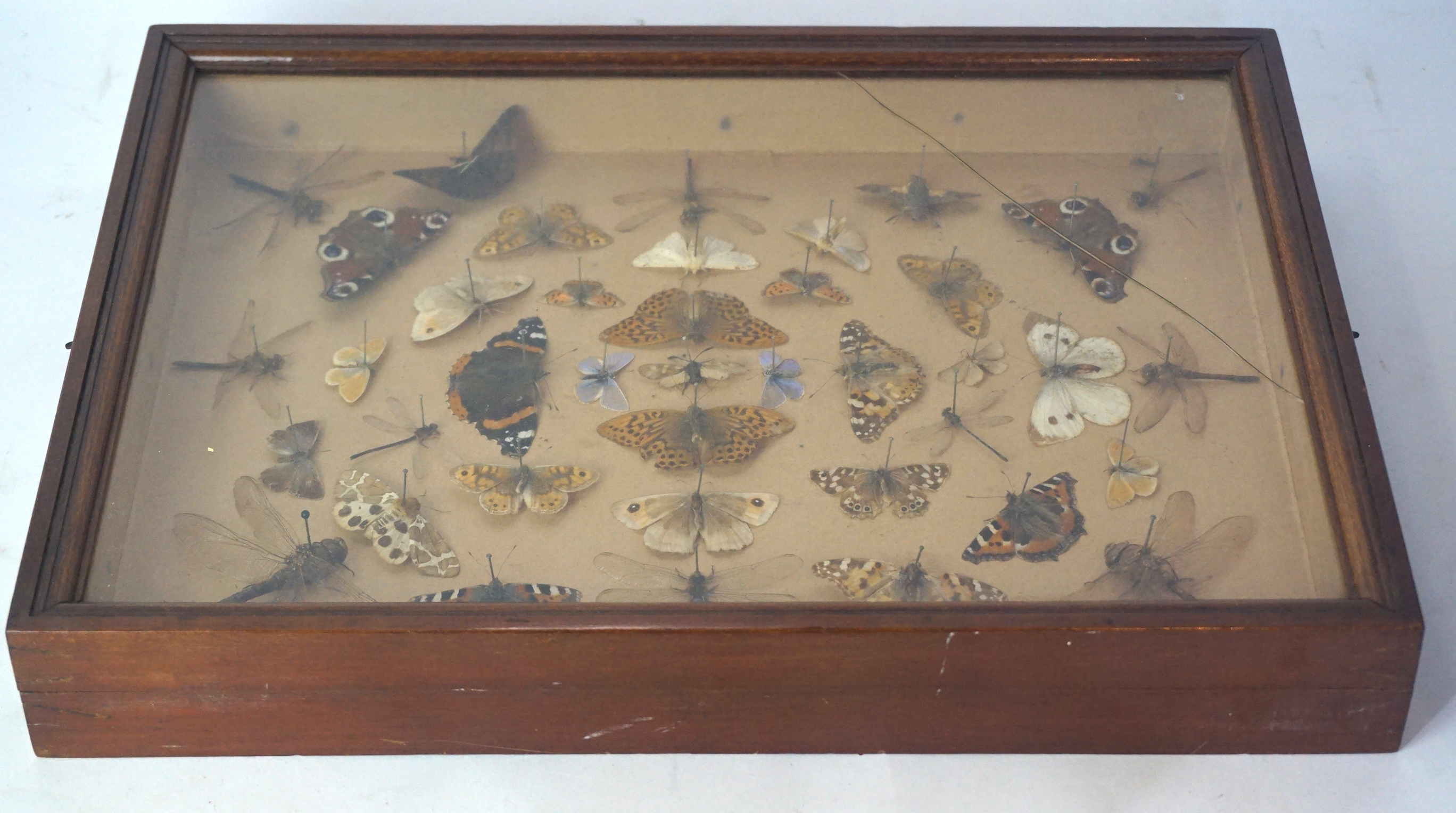 Taxidermy a framed montage of forty two