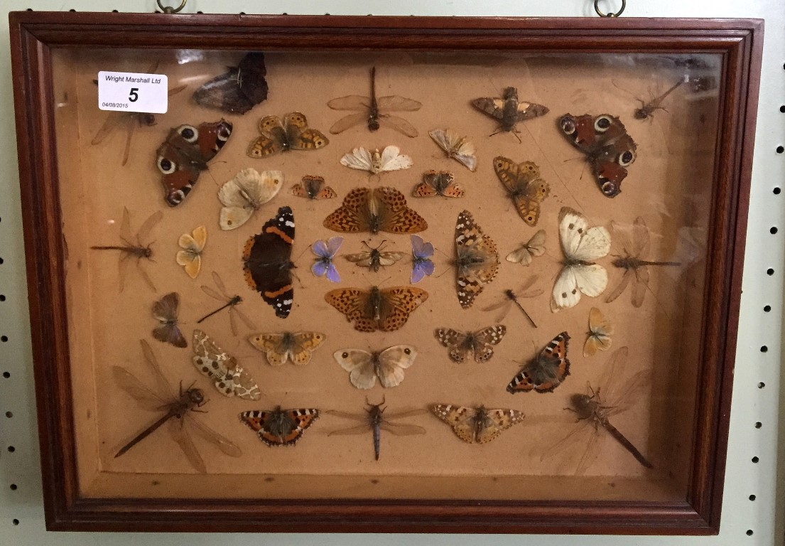 Taxidermy a framed montage of forty two assorted insects to include dragonflies and butterflies