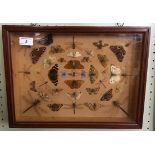 Taxidermy a framed montage of forty two assorted insects to include dragonflies and butterflies