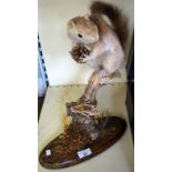 Taxidermy - A red squirrel holding a pine cone.