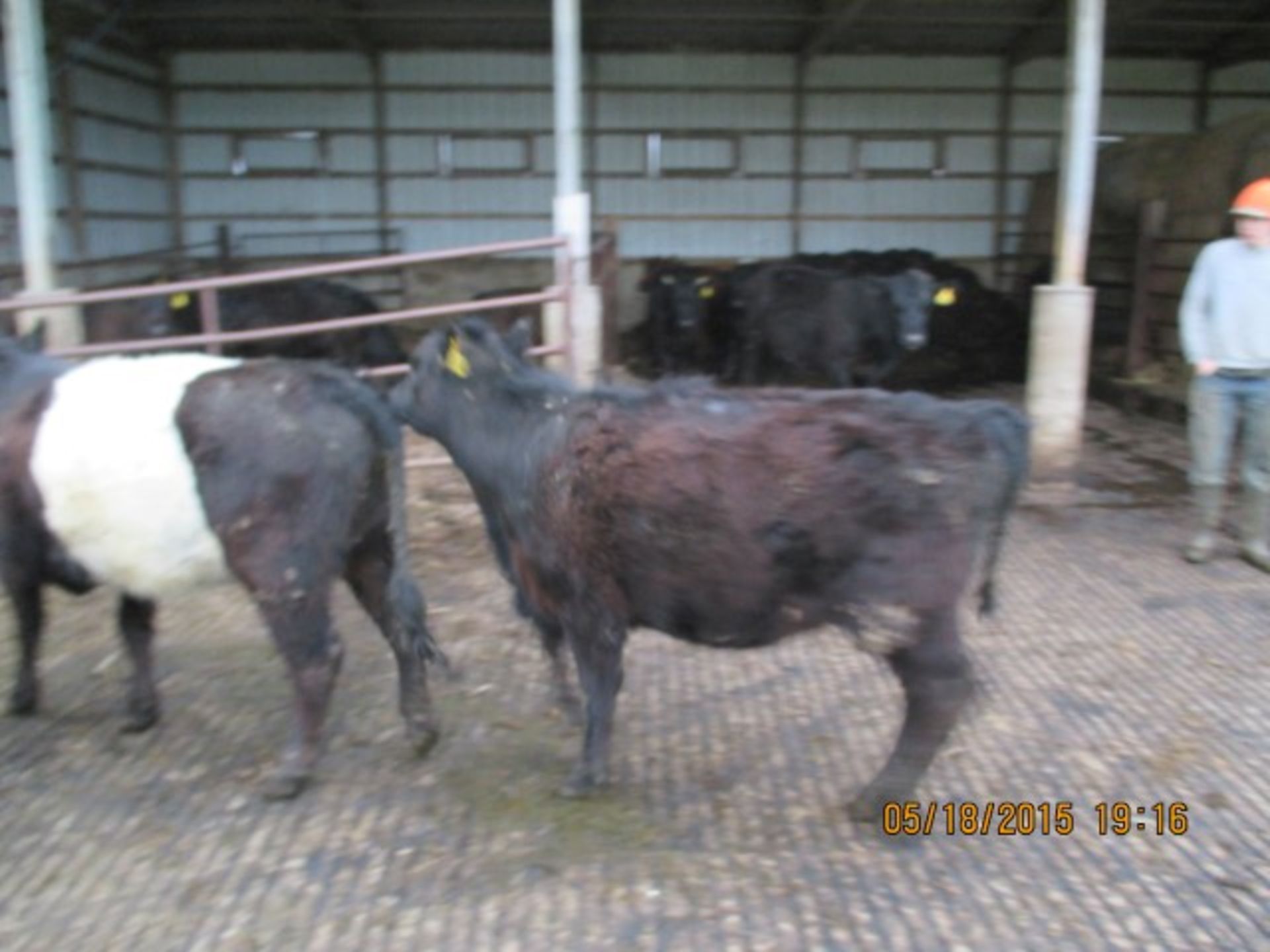 Heifer #42, approx 600-700 lbs