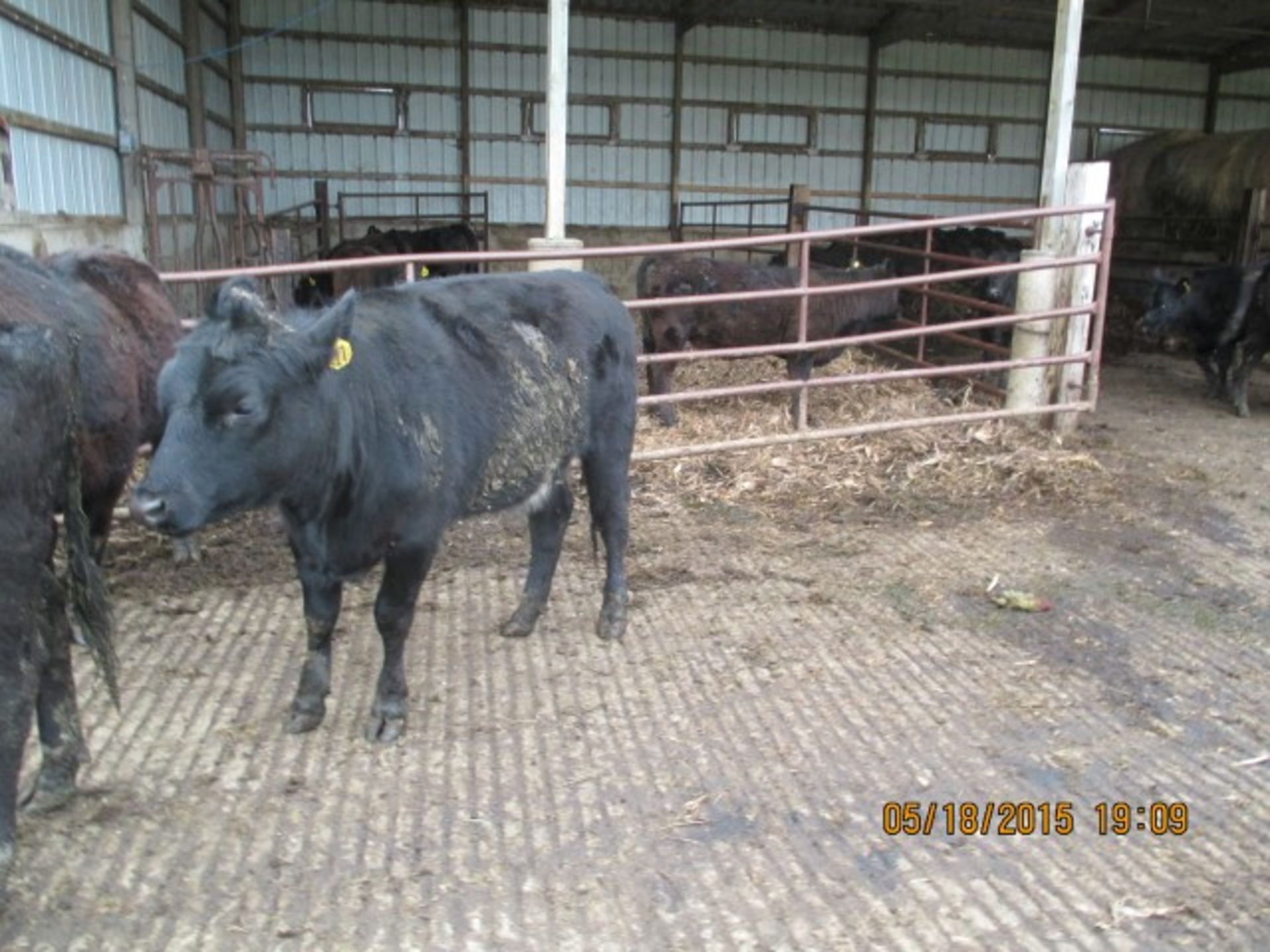 Heifer #27, approx 600-700 lbs