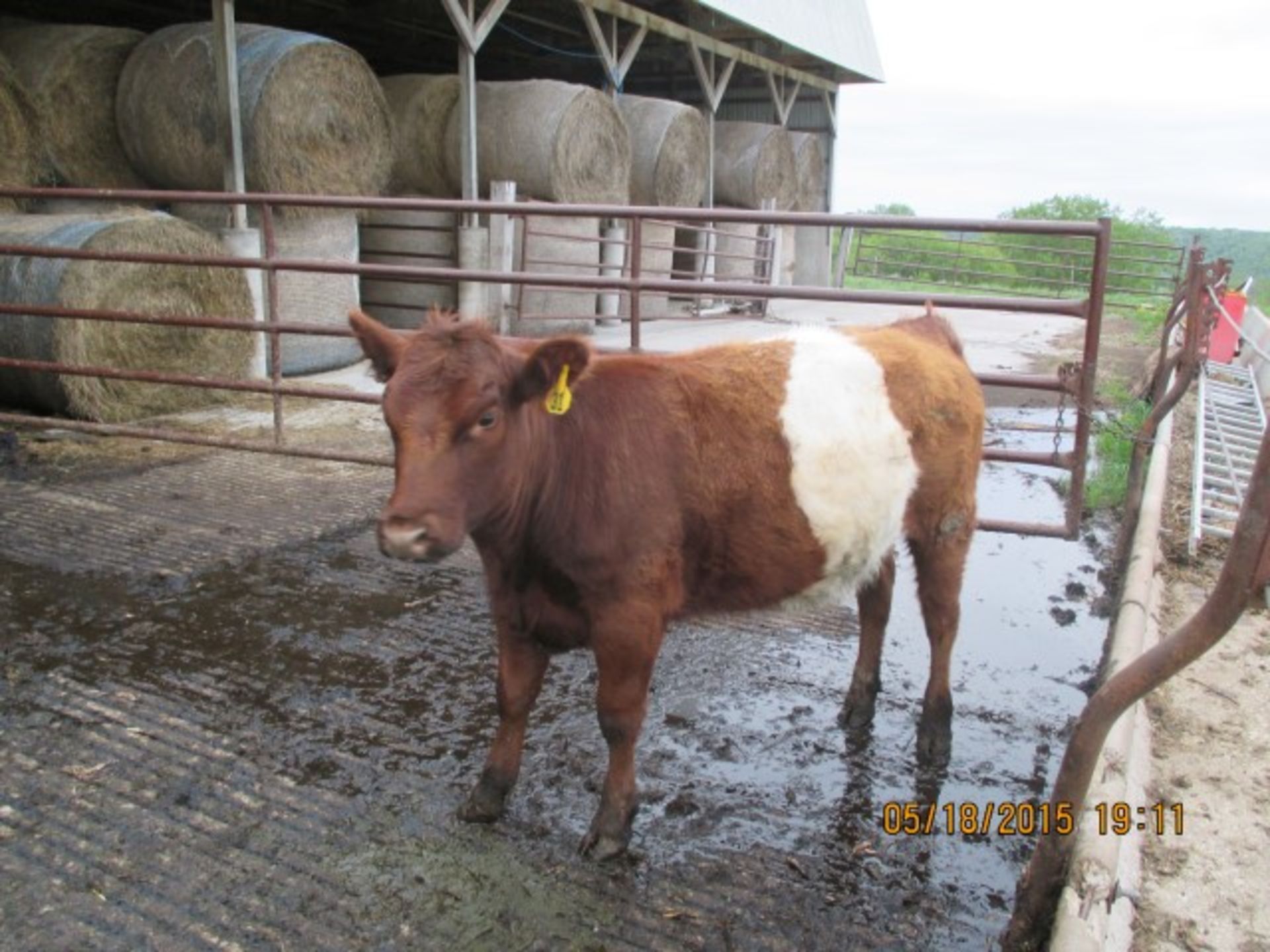 Heifer #31, red, approx 600-700 lbs