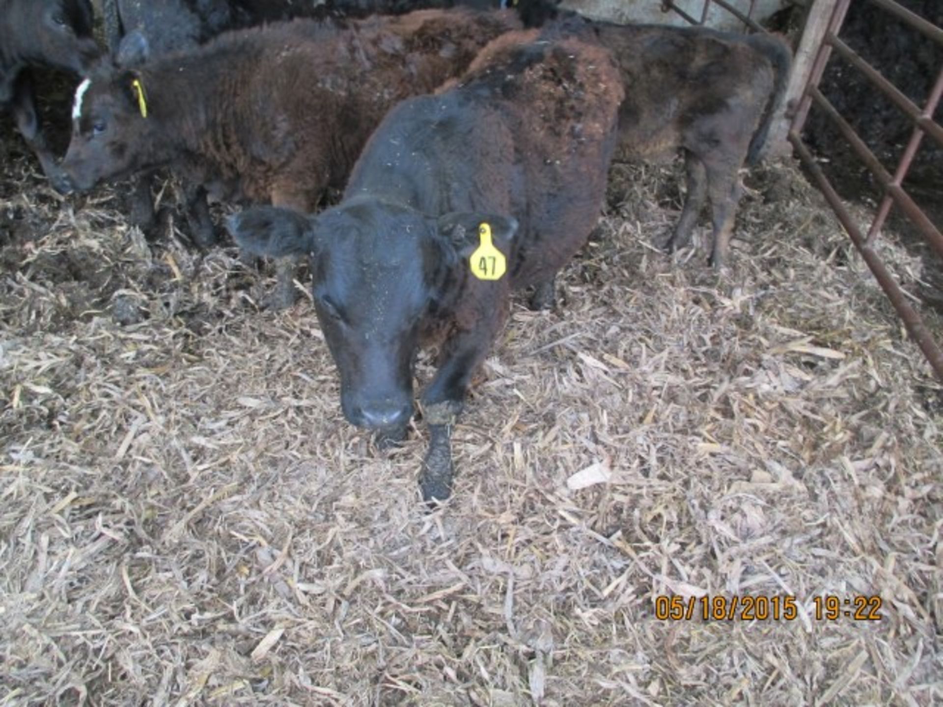 Heifer #47, approx 300 lbs