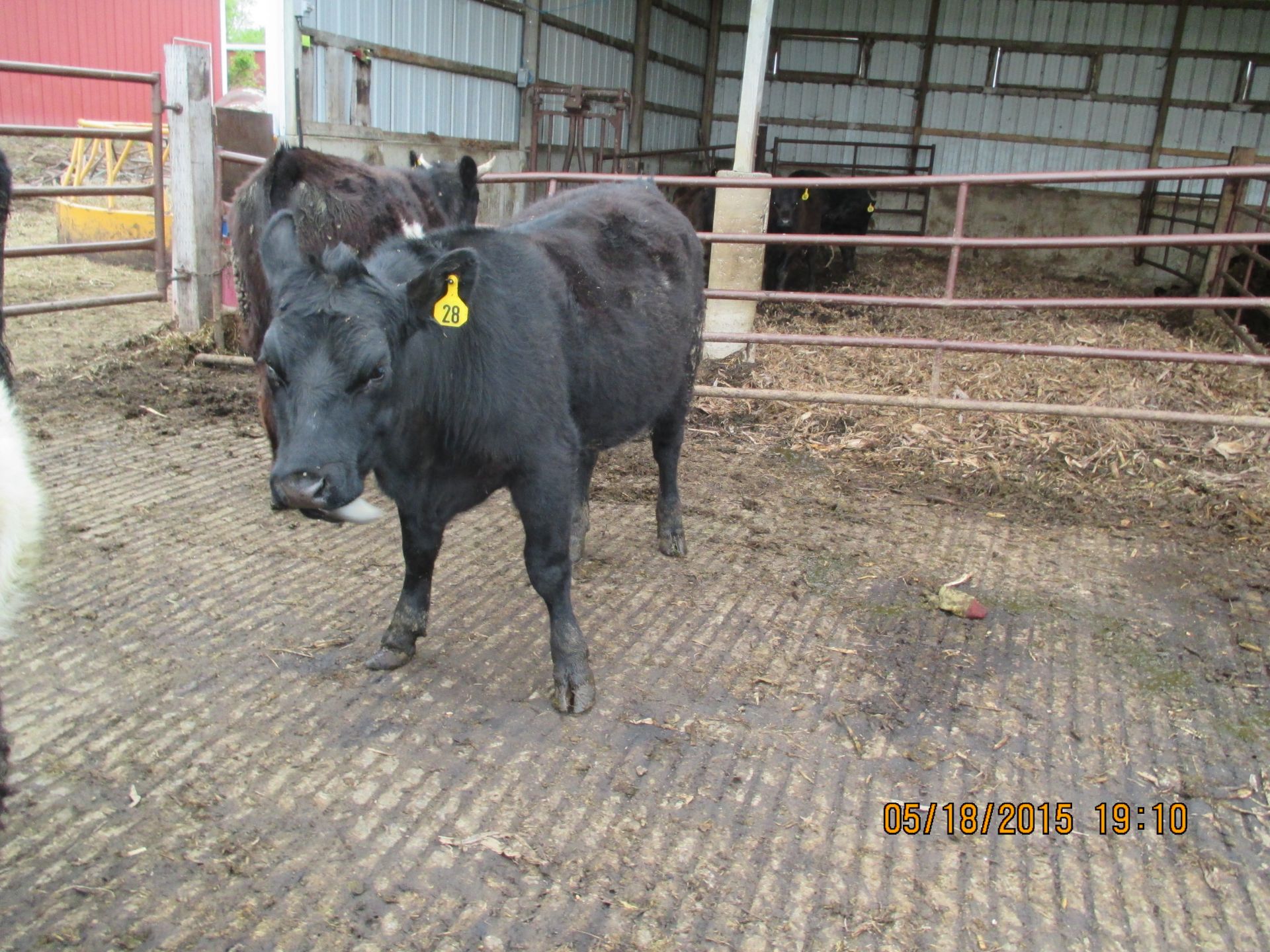 Heifer #28, approx 600-700 lbs