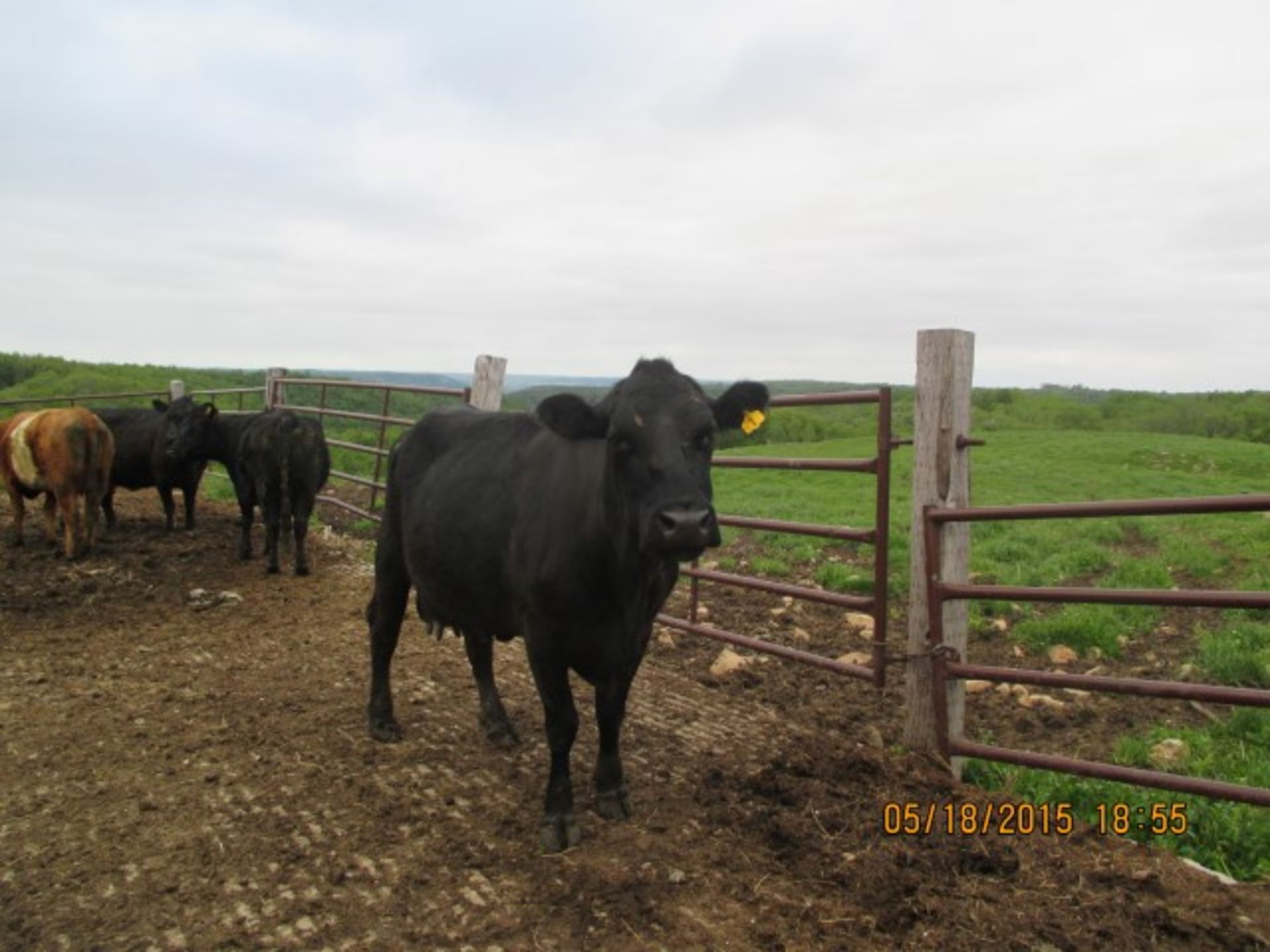 Cow #1, vet check-4-months preg