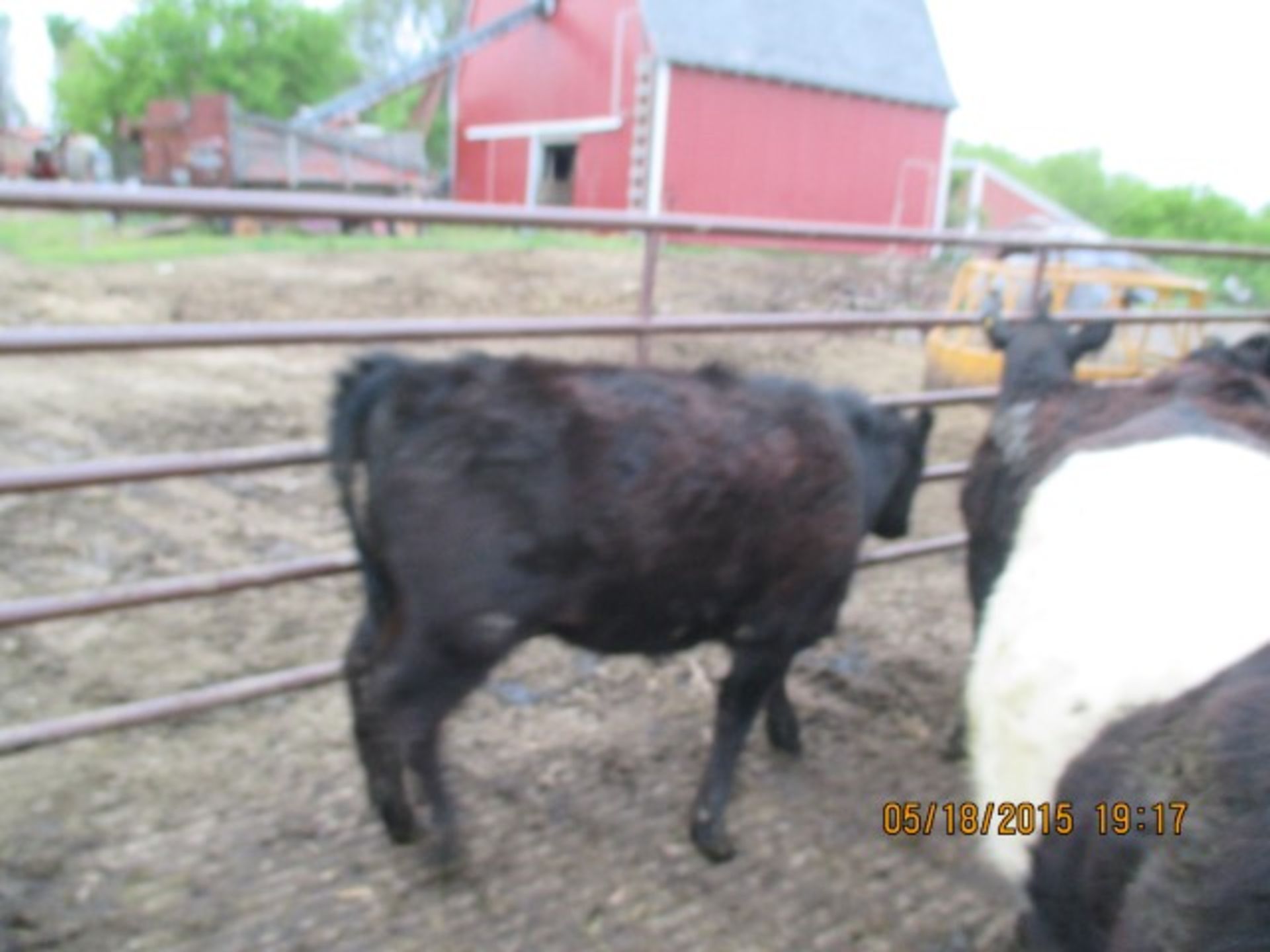 Heifer #42, approx 600-700 lbs - Image 2 of 2