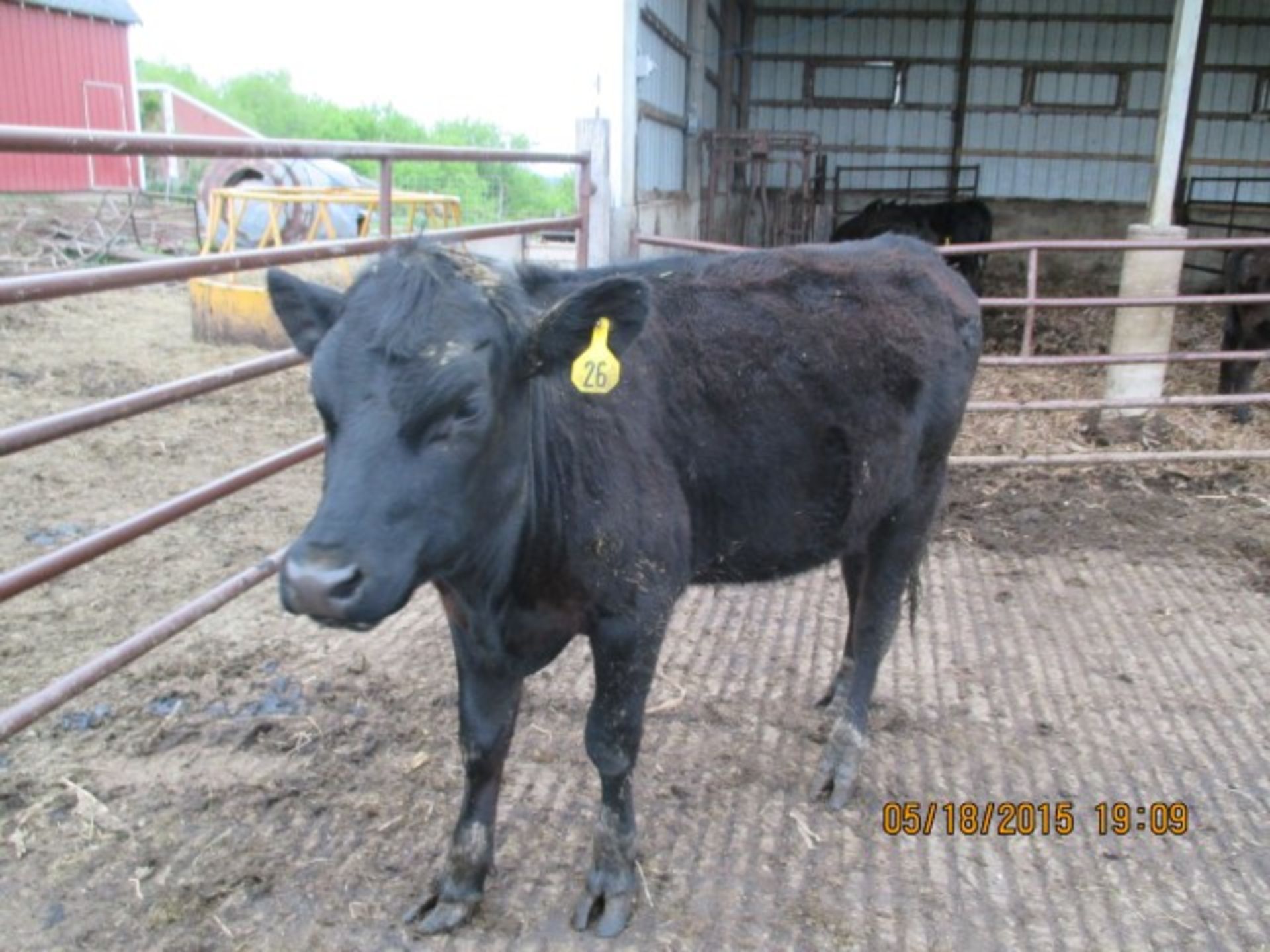 Heifer #26, approx 600-700 lbs