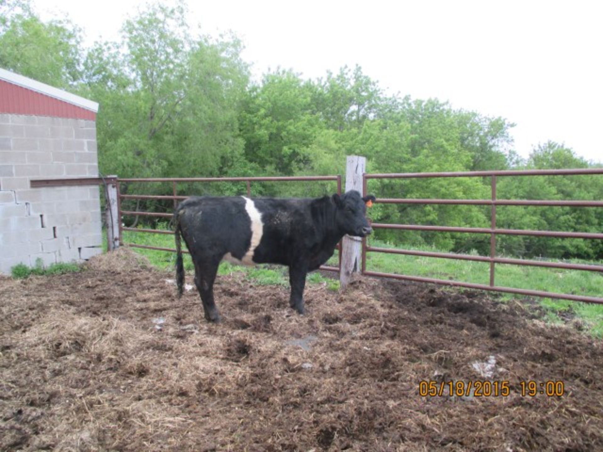 Cow #7, vet check-open been w/bull