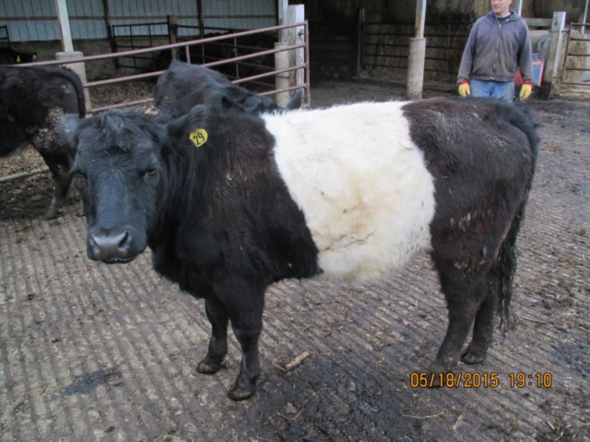 Heifer #29, approx 600-700 lbs