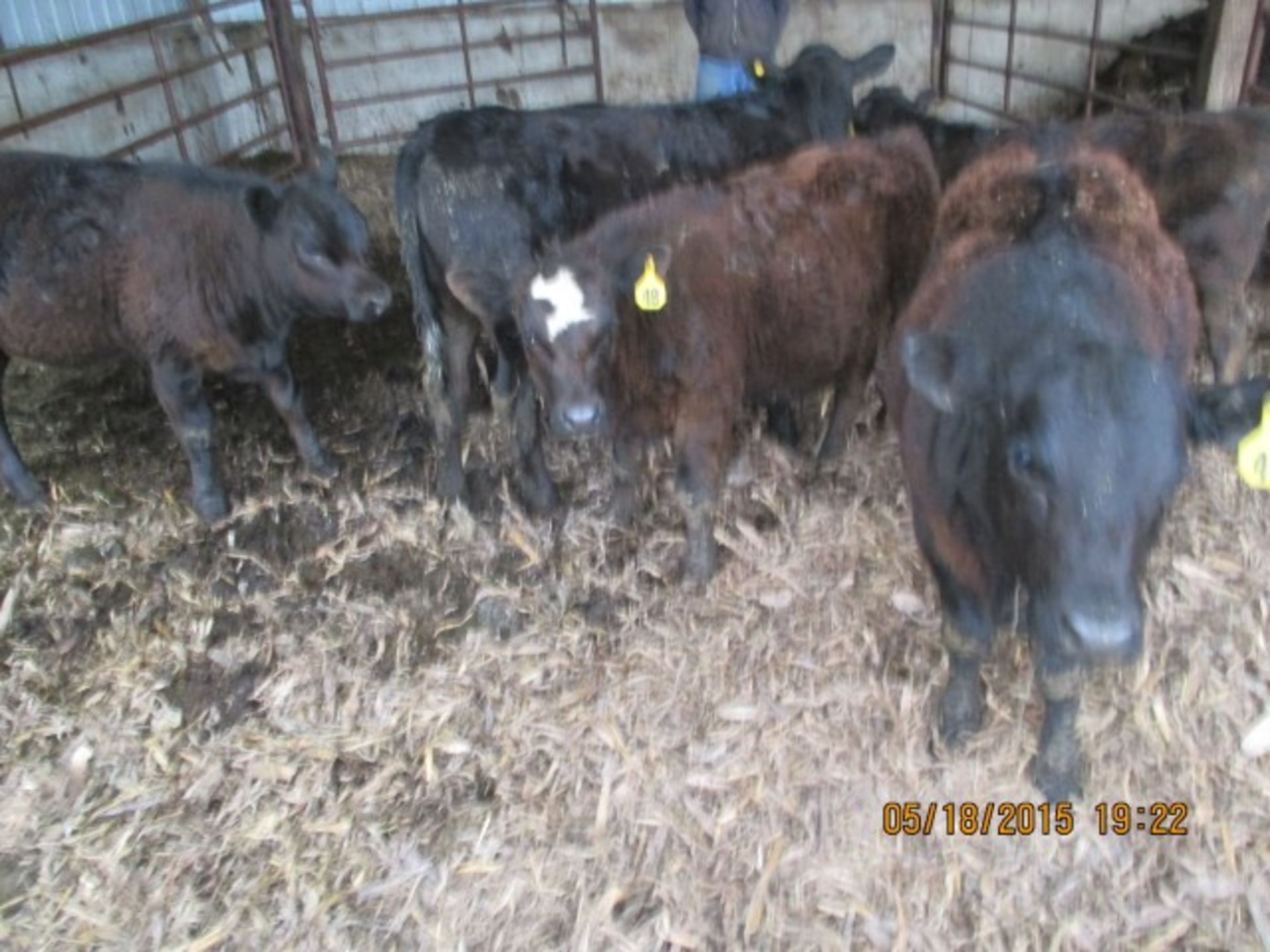 Steer #48, approx 300 lbs, white star on face