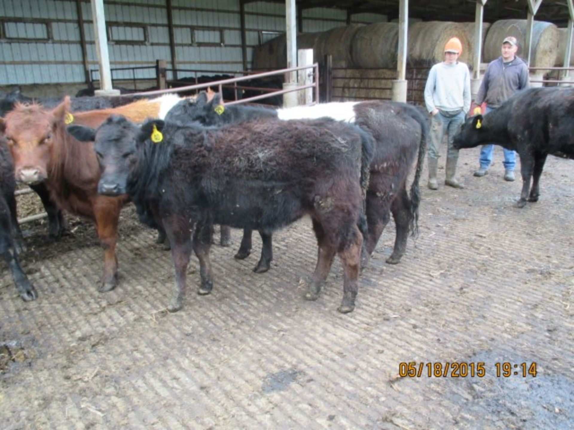 Heifer #40, approx 600-700 lbs