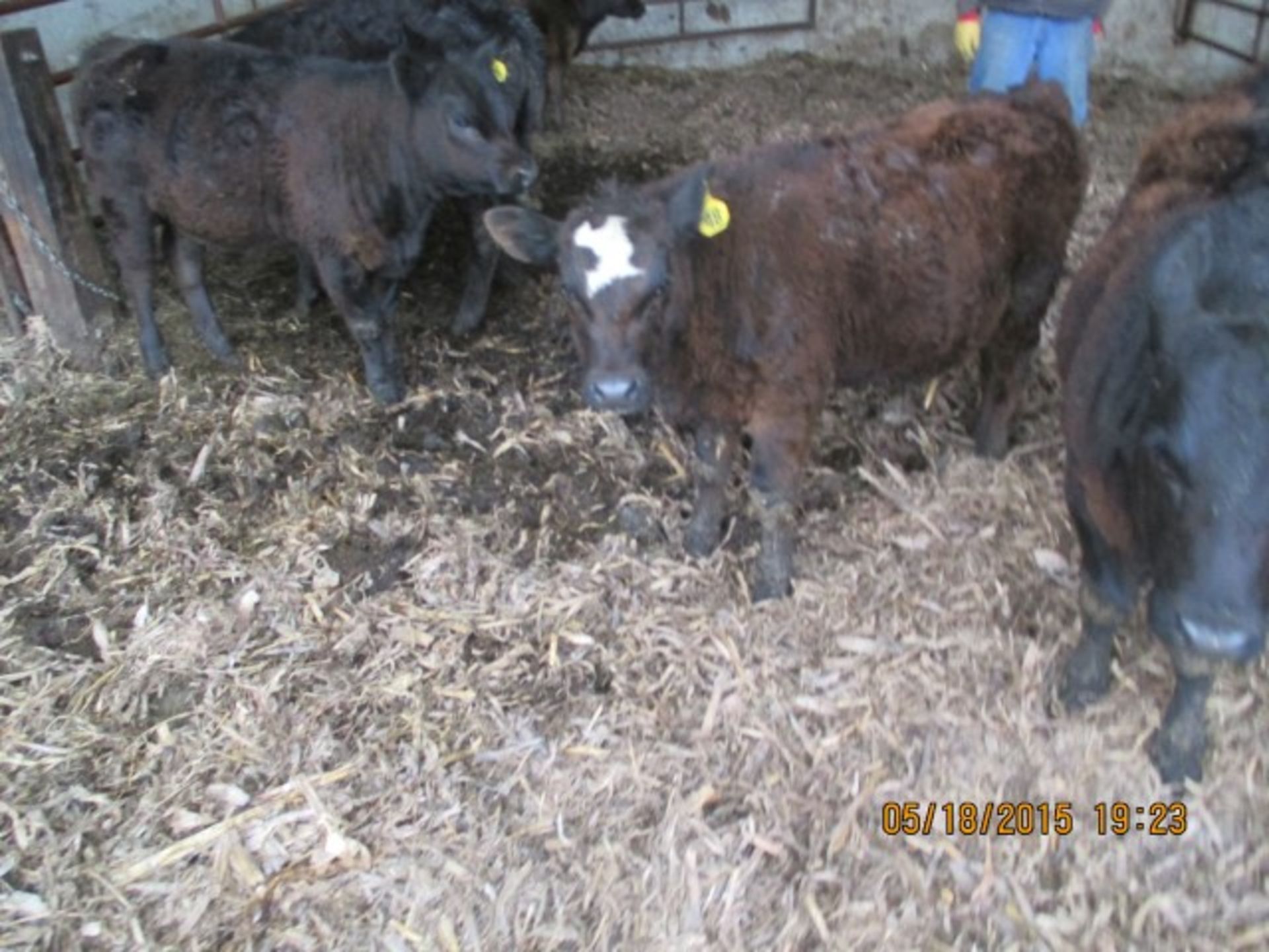 Steer #48, approx 300 lbs, white star on face - Image 2 of 2