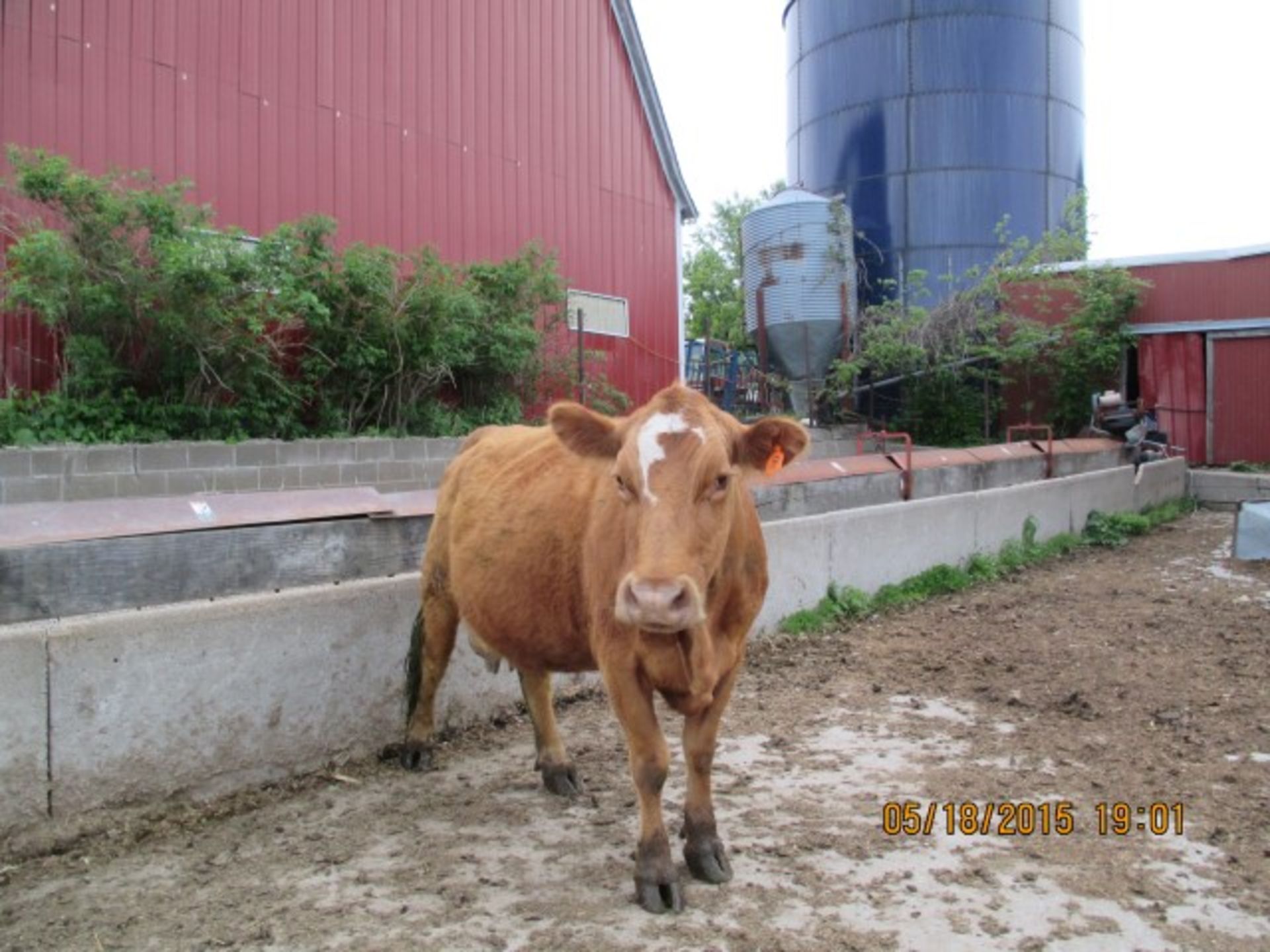 Cow #8, bull calf #38 on side