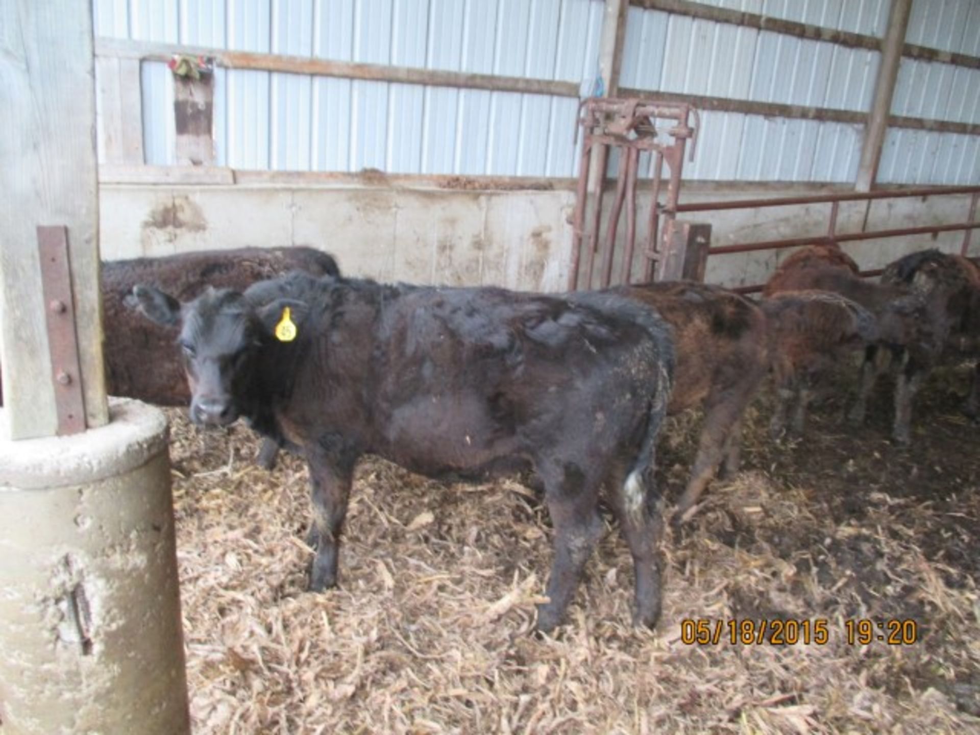 Steer #45, approx 300 lbs