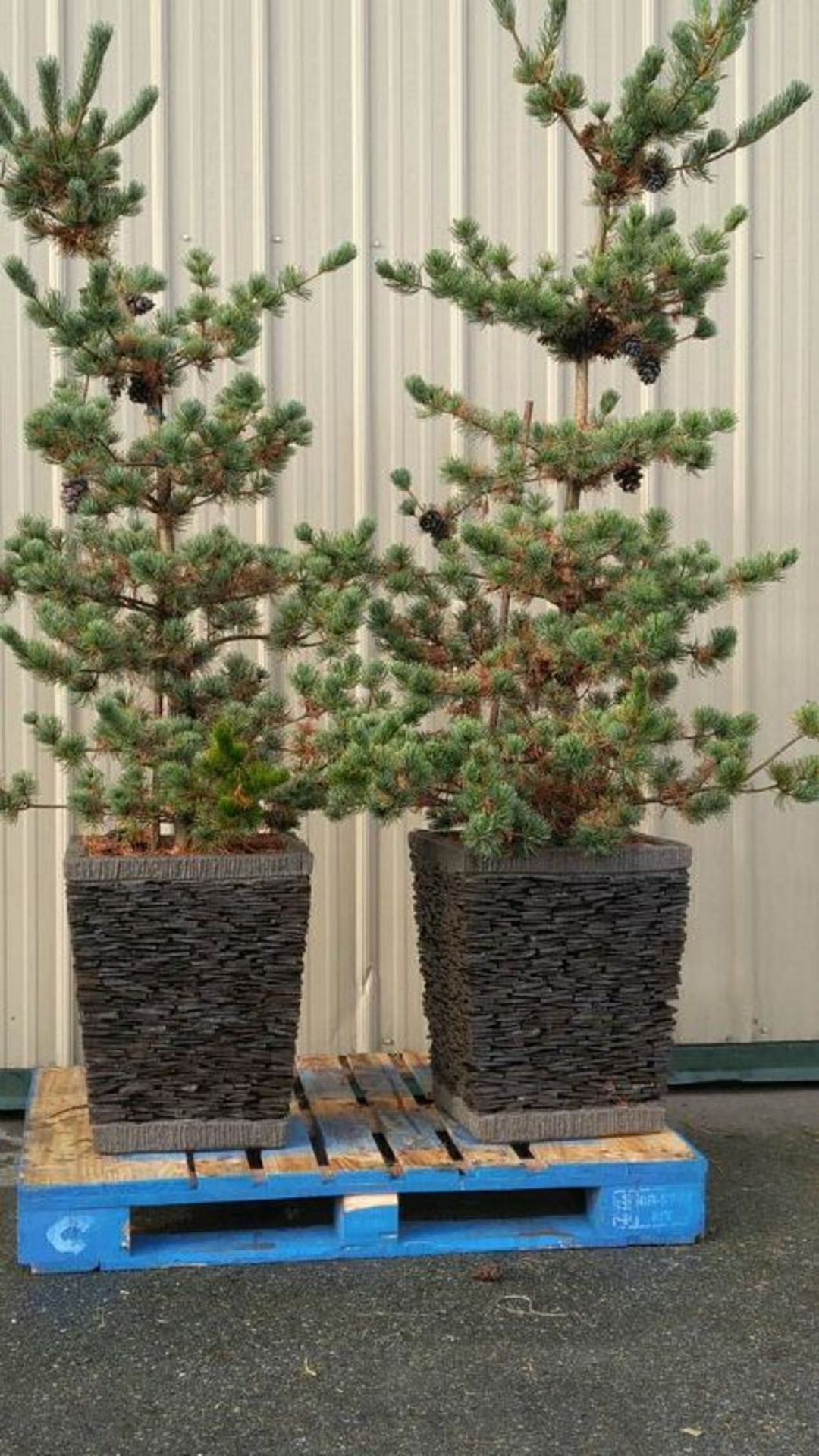 2 Live Potted Trees