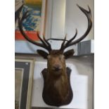 A twelve point taxidermy of a stag's head on a mahogany shield shaped mount.